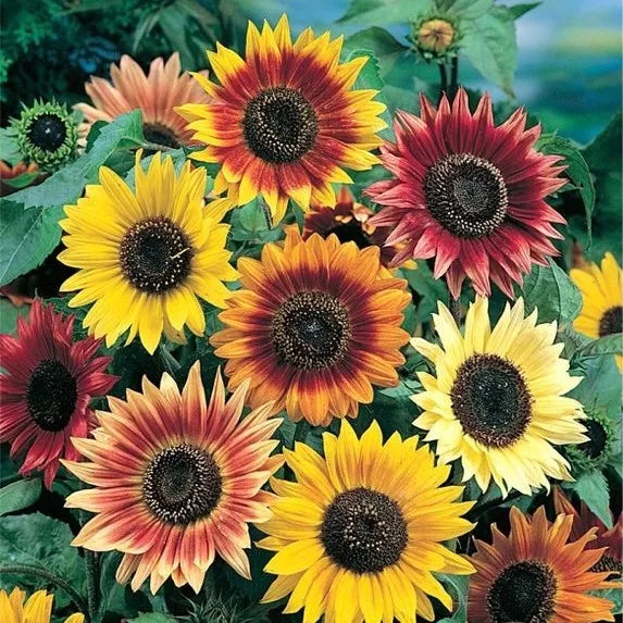 Sunflower Seed Mix, 10 Species, Various Sizes, Helianthus spp., Organic, Non-GMO, Easy Grow, Free Shipping