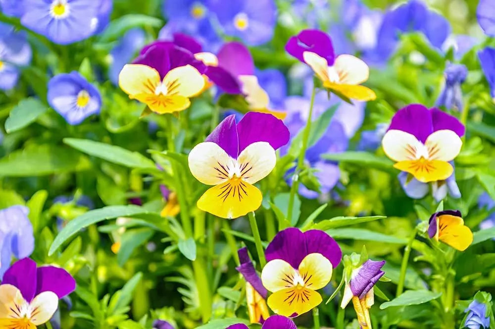 1,000 Johnny Jump Up Pansy Seeds - Multicolor Perennial Garden Flowers - Viola tricolor