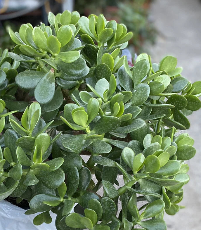 Jade Plant – 1 Rooted Crassula Ovata from One Gallon Pot – Succulent Houseplant for Home Decor and Indoor Gardening