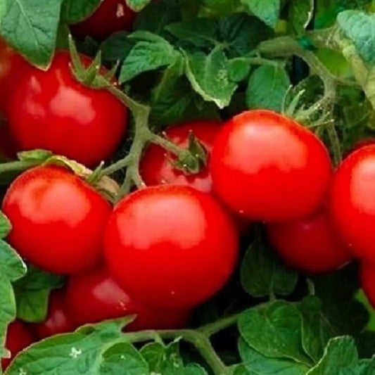 Cherry Tomato Seeds Large | Heirloom Non-GMO Vegetable Seeds | Solanum lycopersicum