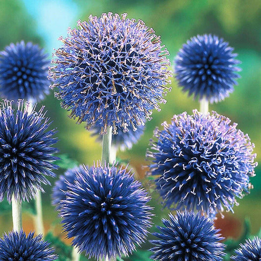 Blue Globe Thistle Seeds - 200+ Pack for Garden Planting - Echinops ritro - USA Grown, Free Shipping