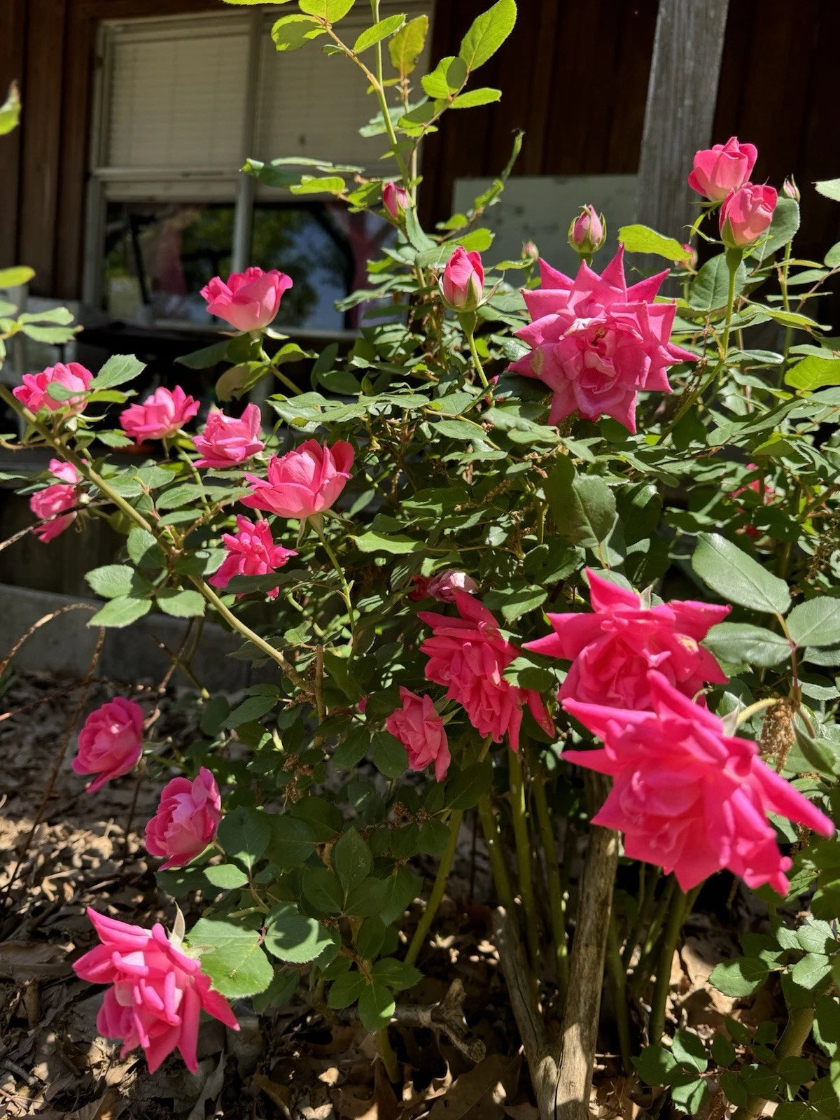 Pink Rotted Roses Double Pink Knock Out Roses Rooted Cuttings, Live Plants, Rosa 'Knock ...