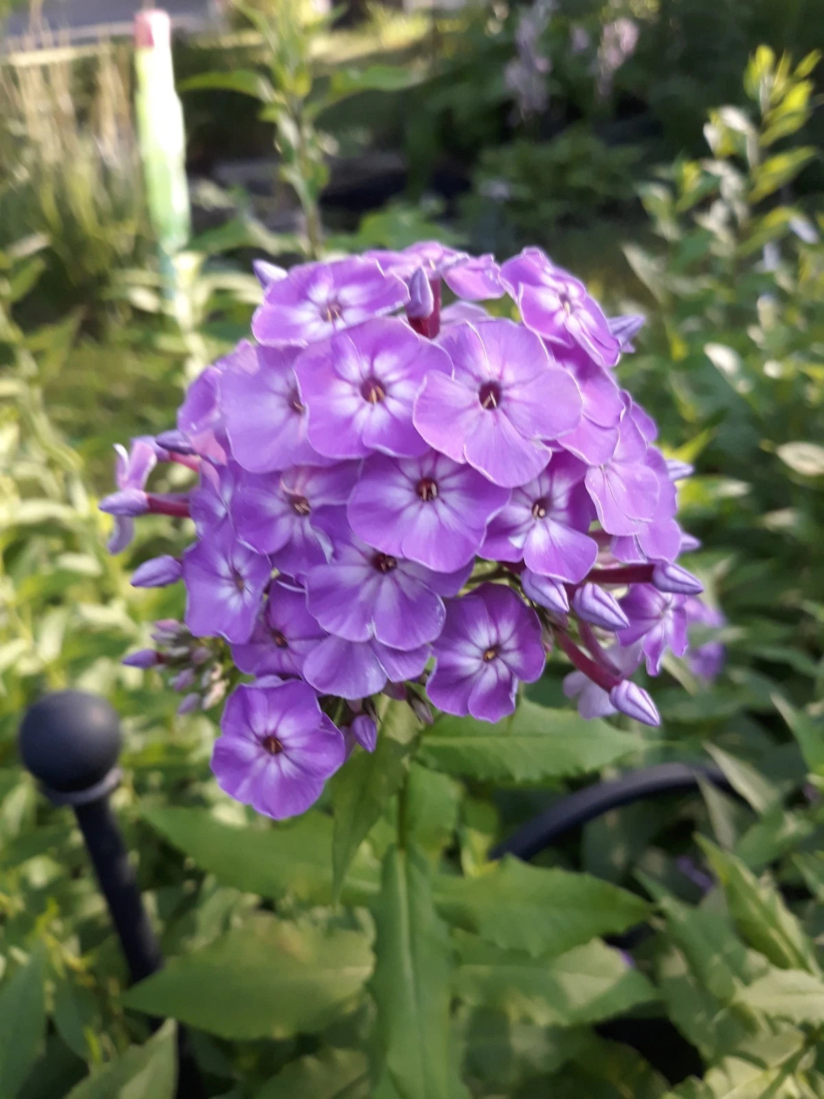 Tall Phlox Roots (3) - Pink Perennial Flowers - Phlox paniculata ...