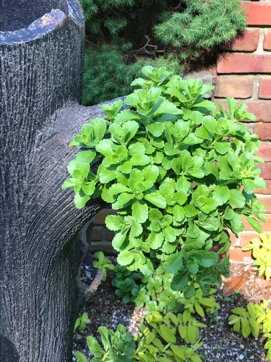 10 Green Carpet Stonecrop Plants, Gold Mass Ground Cover, Deer Resistant, Sedum acre, Bare Root, Full Sun, Low Maintenance