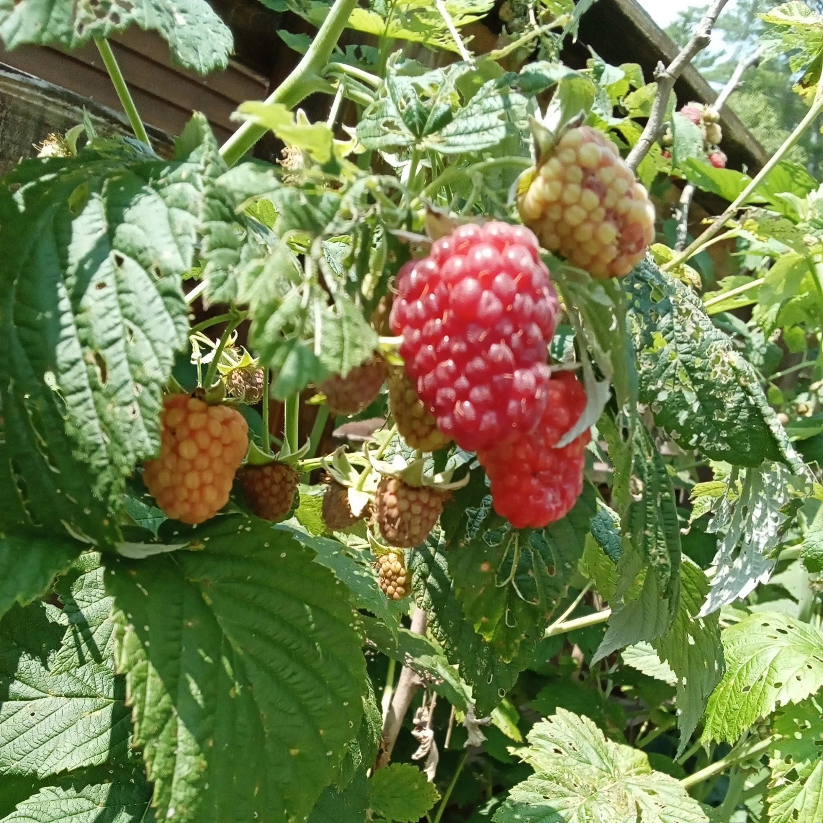 Thornless Raspberry Plants - 3 Bare Root - Large Juicy Berries - Rubus idaeus 'Taylor'