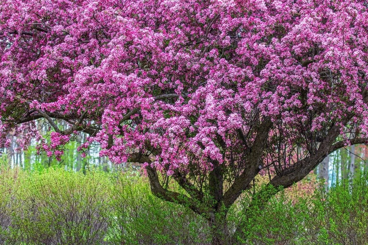 Zumi Crabapple Tree Seedlings - Fruit Trees for Planting - Malus floribunda - Hardy Varieties