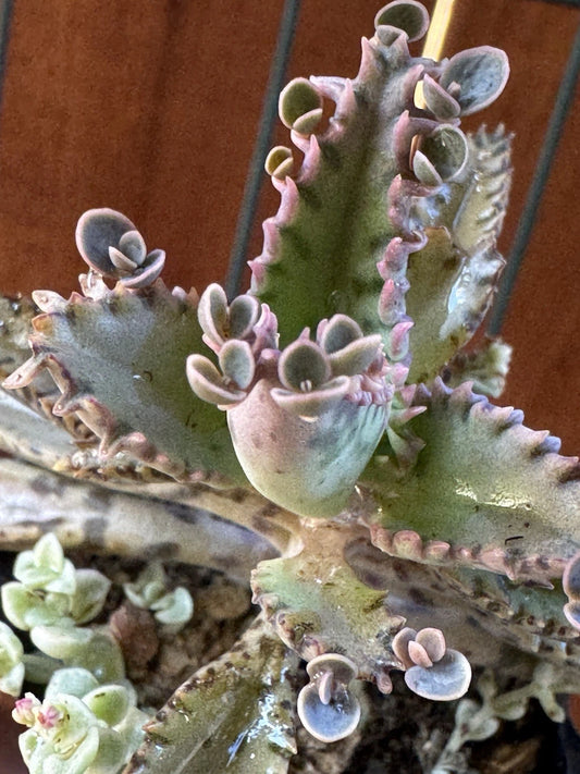 Kalanchoe Houghtonii Mother of Millions Plant | Succulent | Indoor Houseplant | Live Greenery