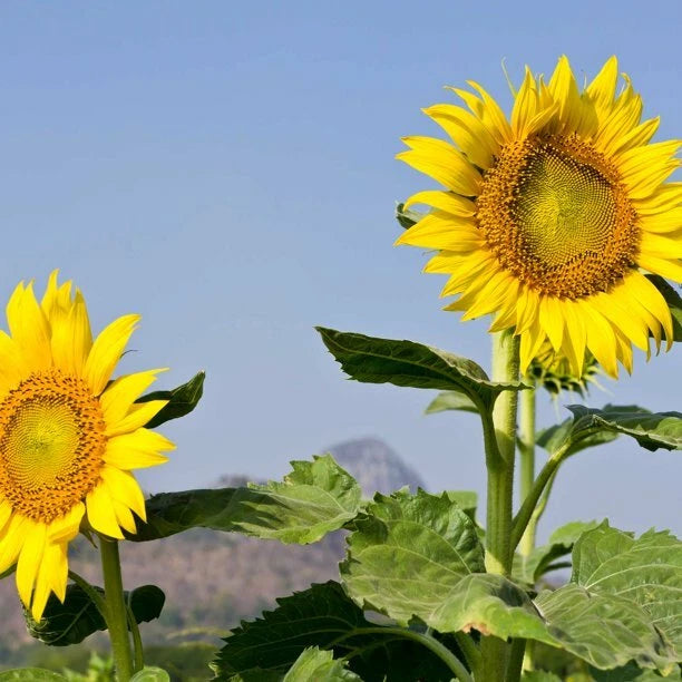 Mammoth Grey Stripe Sunflower Seeds 25 Ct Heirloom Annual Flower Seeds - Helianthus annuus