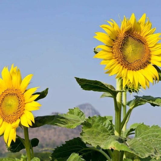 Mammoth Grey Stripe Sunflower Seeds 25 Ct Heirloom Annual Flower Seeds - Helianthus annuus