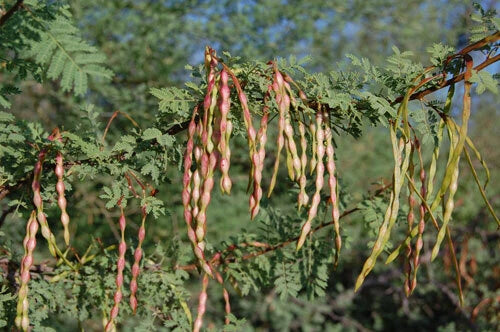 Acacia Constricta Tree Seeds - White Thorn Whitethorn - 30 Seeds - Drought-Tolerant Native Plant