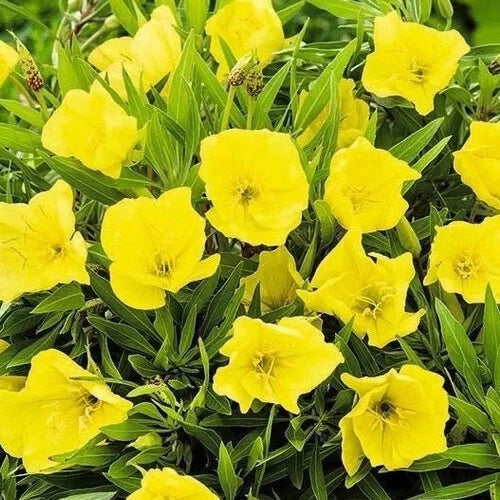 Missouri Yellow Primrose Seeds | 50-1000 Seeds | Flower Seeds | Oenothera missouriensis | Free Shipping