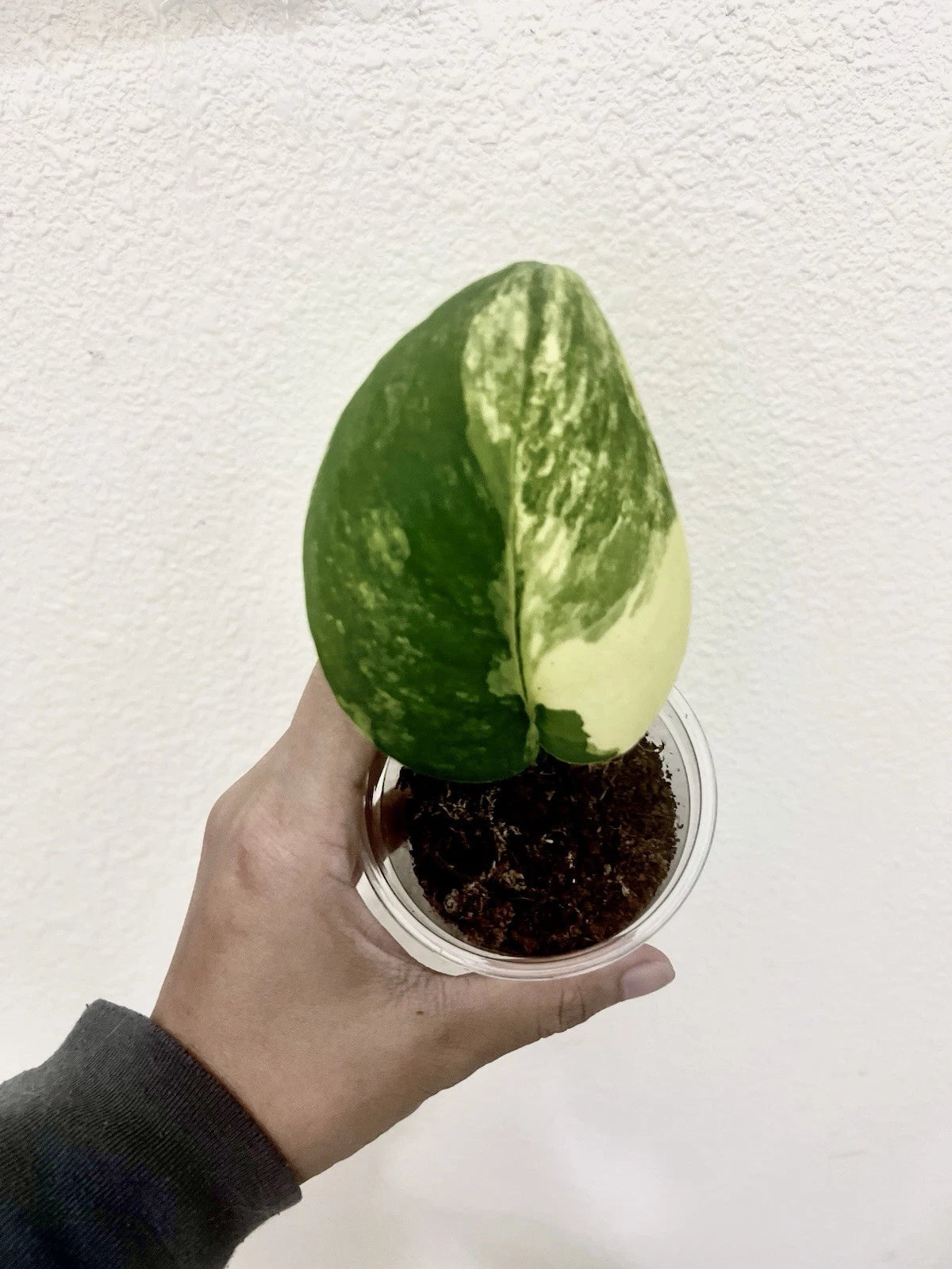 Variegated Scindapsus Jade Satin Aurea Plant - Rare Rooted Plant with Multiple Nodes - Indoor Houseplant