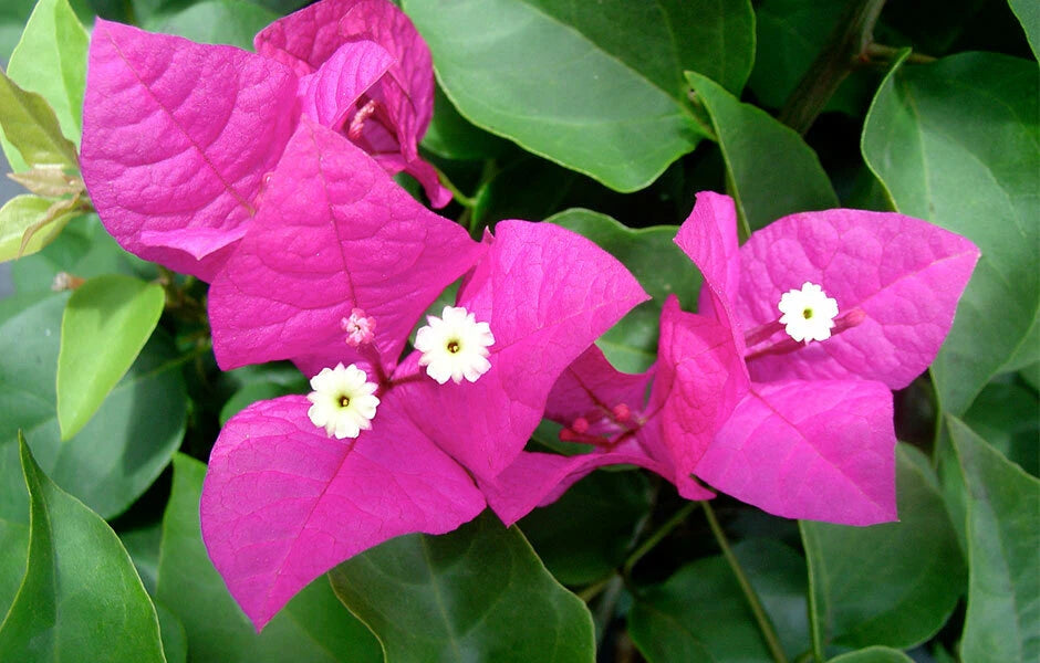 Live Bougainvillea Starter Plant - Miami Pink - Well Rooted - Bougainvillea glabra