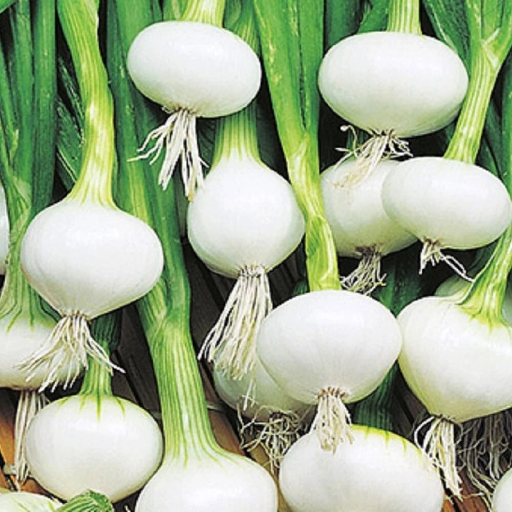 Barletta Onion Seeds | NON-GMO Heirloom Vegetable Seeds | Fresh & Flavorful | Allium cepa