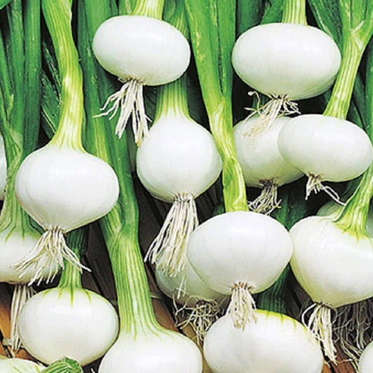 Barletta Onion Seeds | NON-GMO Heirloom Vegetable Seeds | Fresh & Flavorful | Allium cepa