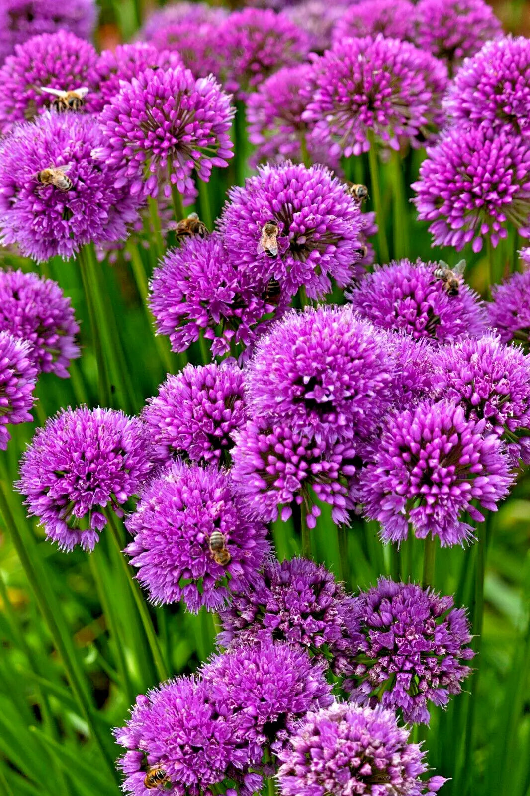Allium Millennium Seeds - 200 Count, Lavender Flowers, Hardy Ornamental Onion, Perennial Garden Plant