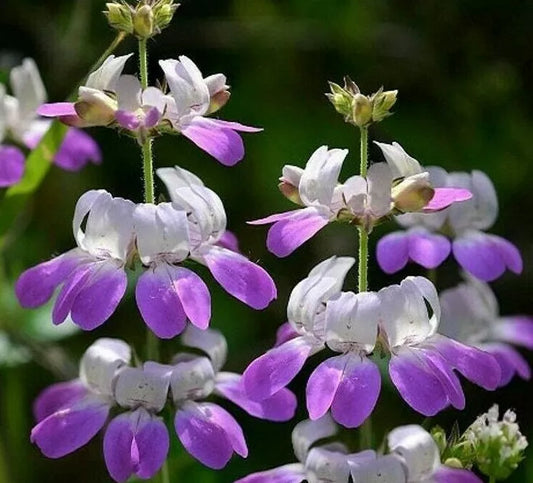 Chinese Houses Flower Seeds - 1000+ Annual Garden Seeds for Bees and Butterflies - Collinsia heterophylla
