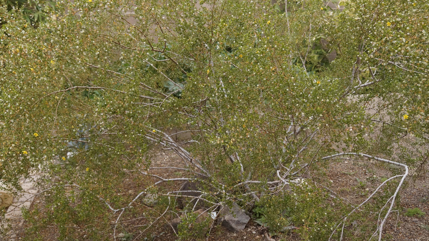 Creosote Bush Fresh Cuttings - Prostrate Variety - Highly Aromatic Plant - Larrea tridentata