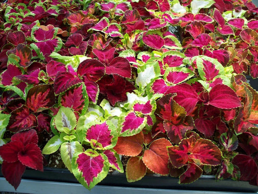 Coleus Seeds, 100 Count, Jazz Combo Mix, Coleus blumei, Colorful Foliage for Gardens and Containers