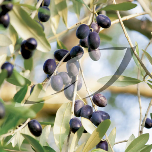15 Olive Tree Seeds - Olea Europaea - Groco USA - Buy Any 15 - Ships Free