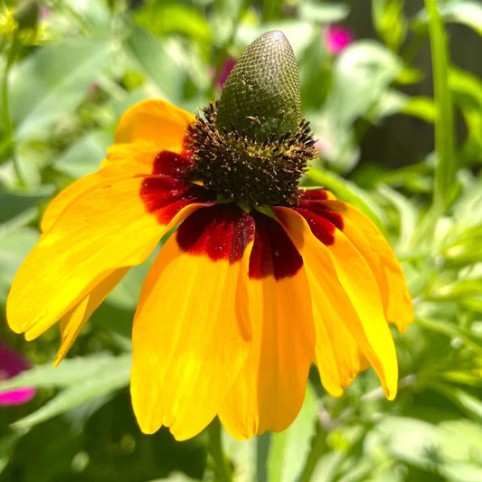 Clasping Coneflower Seeds - Yellow Dracopis Rudbeckia - 2025 Planting