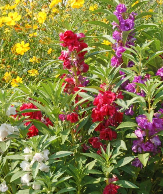 Balsam Impatiens Seeds - Double Flowered Mix - Non-GMO - Part Shade - 200 Seeds - Camellia Flowered Variety