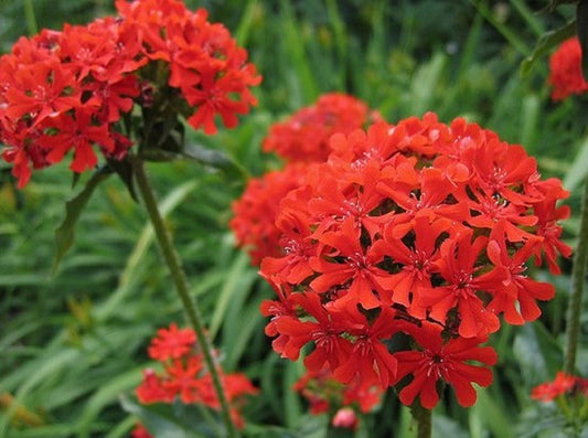 Maltese Cross Seeds - 200 Seeds - Lychnis chalcedonica - Bright Red Flowers - Garden Planting