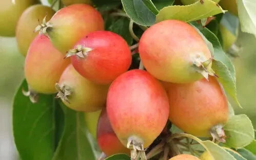 25+ John Downie Crabapple Seeds for Garden Planting, Malus domestica, USA Grown, Home Garden, Free Shipping