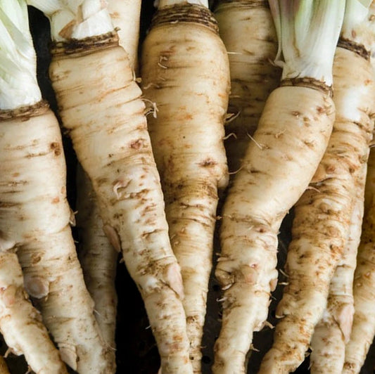 Mammoth Sandwich Island Salsify Seeds | White Oyster Parsnip Vegetable Seed | 2025 Heirloom Seed Variety
