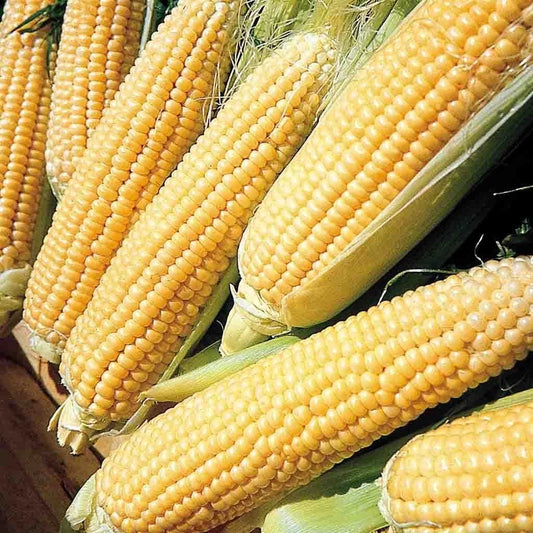 Kandy Korn Sweet Corn Seeds, 35+ Pack, Yellow, Zea mays, Sugary-Enhanced Hybrid, Tender Kernels, 80 Days to Maturity