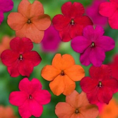 50 Tango Mix Impatiens Seeds - Colorful Annual Flower Seeds for Vibrant Garden Blooms - Impatiens walleriana