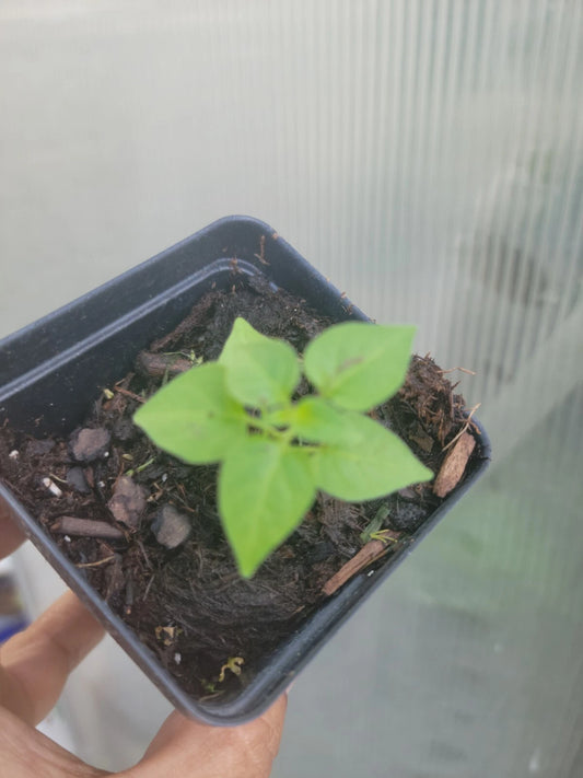 Chiltepin Pepper Plant - 2.5" Pot - Hot Small Bird Pepper - Capsicum annuum