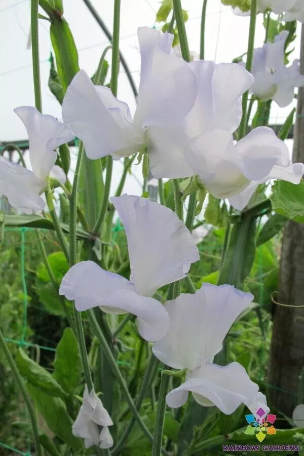 Jack Eveleigh Sweet Pea Seeds - 50+ Heirloom Seeds for Garden Planting - Lathyrus odoratus - USA