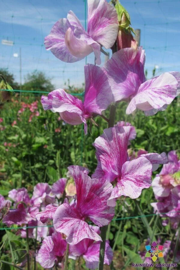Pandemonium Sweet Pea Seeds - 50+ Count for Garden Planting - Lathyrus odoratus - USA - Free Shipping