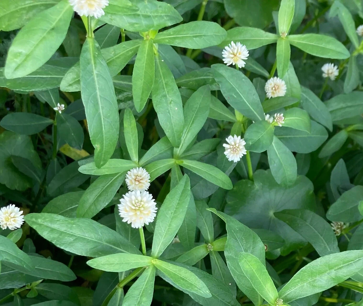 10 Marginal Bog Live Plants - Alligator Weed - Easy to Grow Aquatic Accent - (Alternanthera philoxeroides)