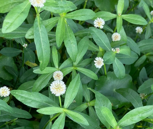 10 Marginal Bog Live Plants - Alligator Weed - Easy to Grow Aquatic Accent - (Alternanthera philoxeroides)