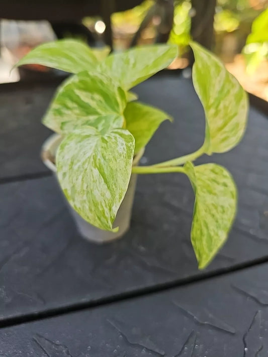 Marble Queen Pothos Plant 2.5" Pot Philodendron variegated USA Seller