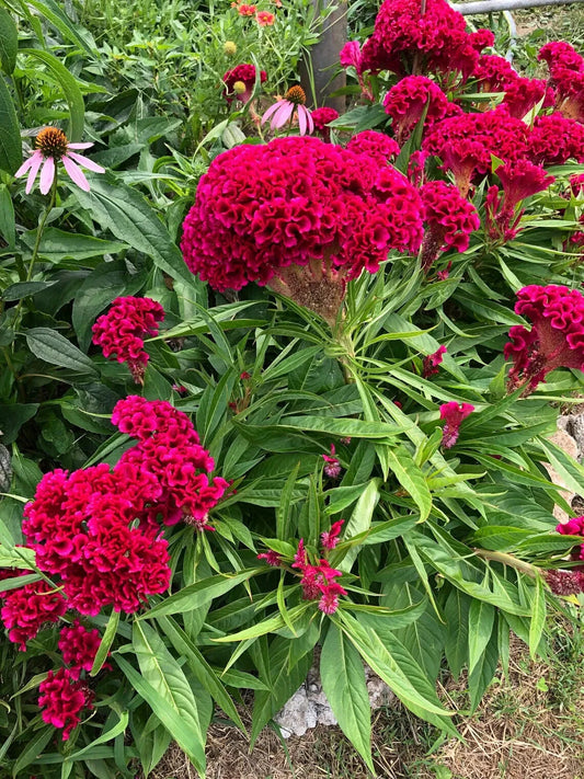 Cockscomb Pink Celosia Seeds - 500 Organic Seeds - Celosia Cristata - USA Grown, Free Shipping
