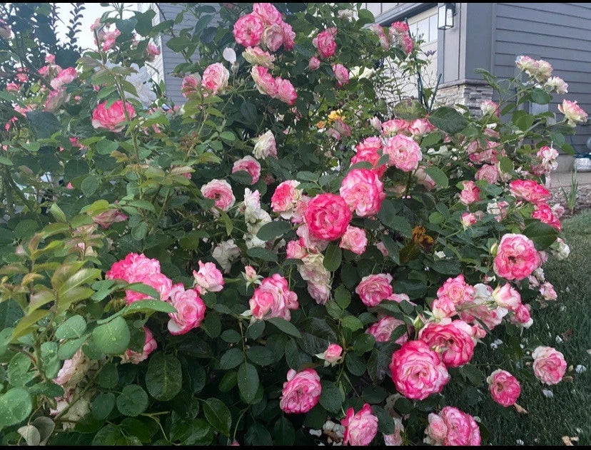 Cherry Parfait Grandiflora Rose Cuttings - Unrooted Fresh Stems 5-8" Long - 3 Stems (Rosa 'Cherry Parfait')