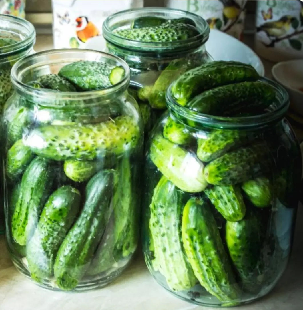 Boston Pickling Cucumber Seeds | NON-GMO | 500 Seeds | Cucumis sativus