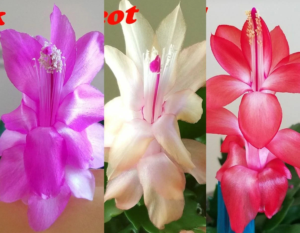 Christmas Cactus Cuttings - 3 Colors - Thanksgiving Cactus Stem Cuttings - Schlumbergera