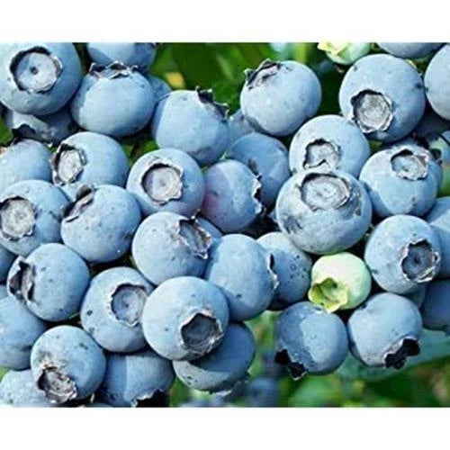 Lowbush Blueberry Seeds - 250+ Seeds - Vaccinium angustifolium - Non-GMO, Made in USA, Ships from Iowa