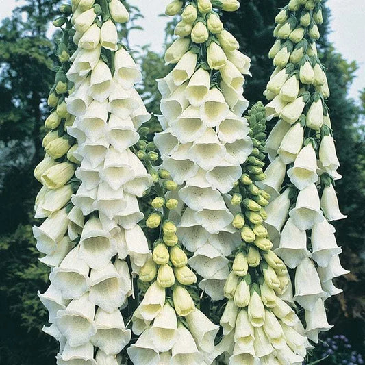 Alba Foxglove Seeds | Non-GMO | Digitalis purpurea | Flower Seeds for Gardens