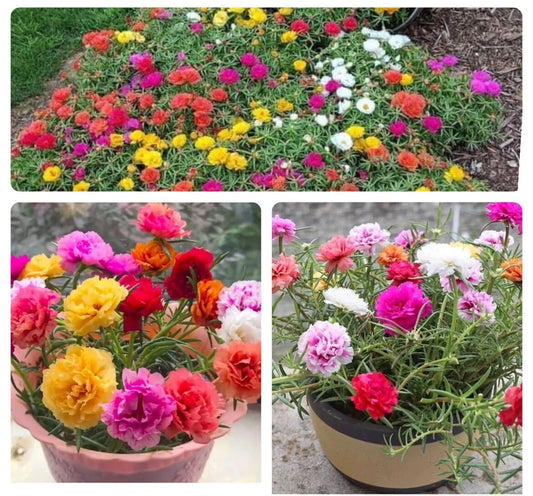 1000+ Seeds Moss Rose Double Mix Color - Portulaca grandiflora - Colorful Succulent Flower Seeds for Garden Planting