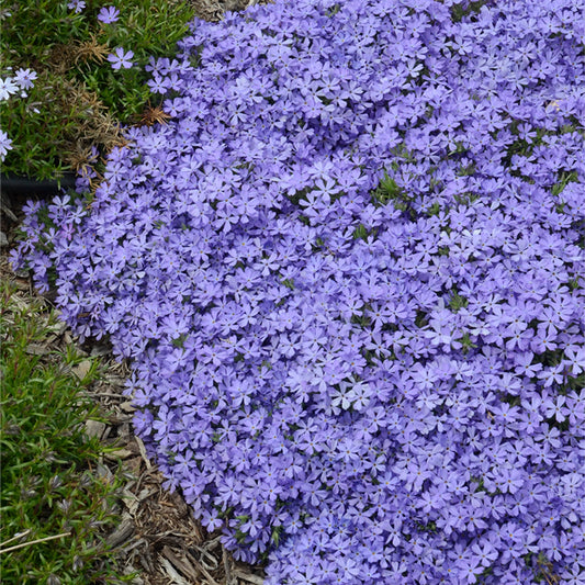 50 Violet Pinwheel Phlox Seeds | Perennial Flower Seeds | Butterfly Attraction | Phlox paniculata