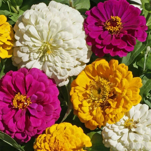 Mardi Gras Zinnia Mix Seeds - Organic 100 Pack - Colorful Garden Flowers (Zinnia elegans) - USA Grown, Free Shipping