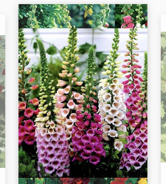 Foxglove Seeds - 1000+ Heirloom Non-GMO Seeds - Digitalis purpurea - Buy 2 Get 1 Free (Add 2 to Cart)
