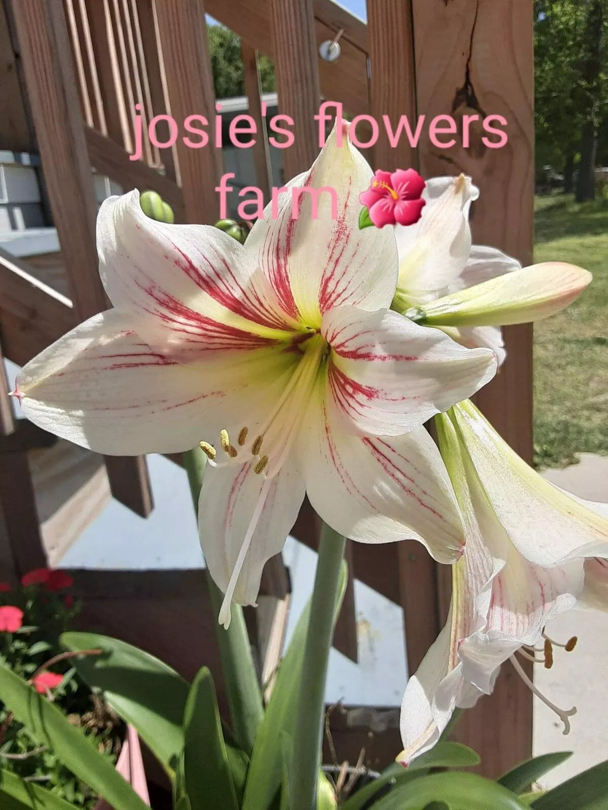 Easter Lily Seeds - 10 Count - White with Pink - Lilium longiflorum
