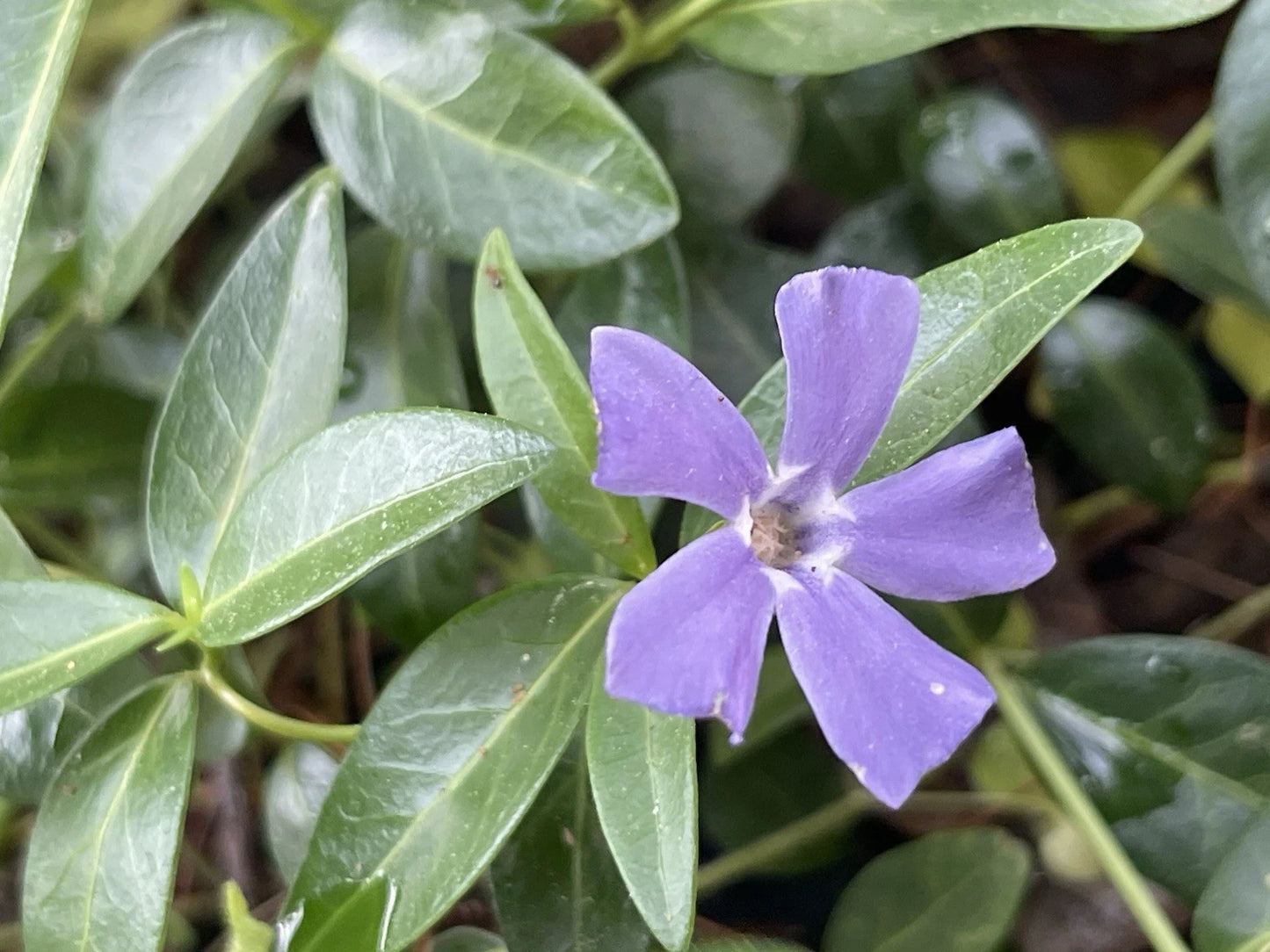 Vinca Minor Periwinkle Creeping Myrtle Plants - Evergreen Ground Cover - 100+ Live Plants - Ideal for Gardens and Landscapes