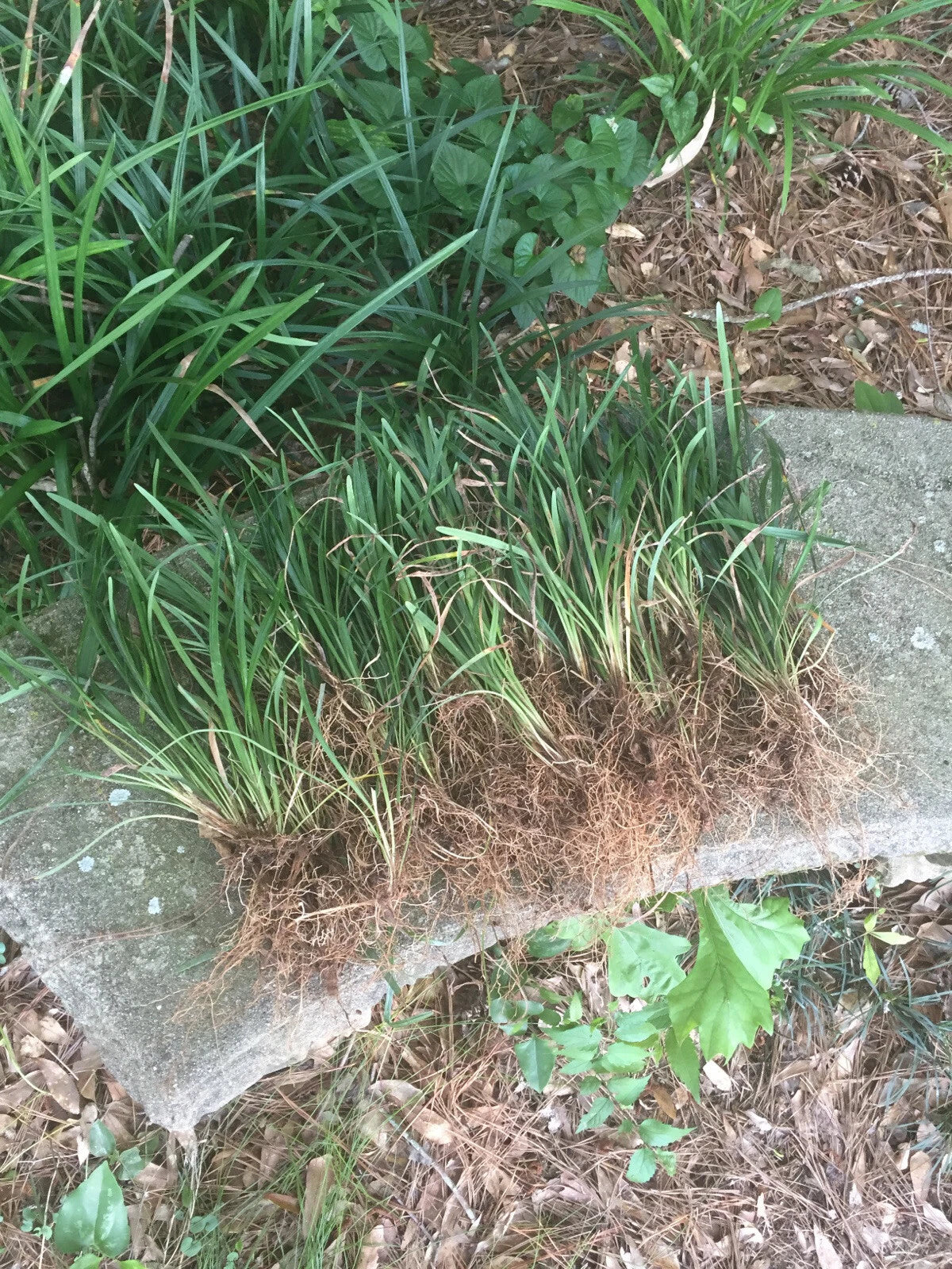 50 Bare Root Monkey Grass Plants, Evergreen Border Plants, Liriope muscari, Ground Cover for Landscaping